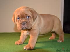 Whatsapp Me (+966 58899 3320) Dogue de Bordeaux Puppies