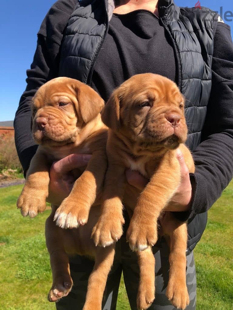 Whatsapp Me (+966 58899 3320) Dogue de Bordeaux Puppies 0