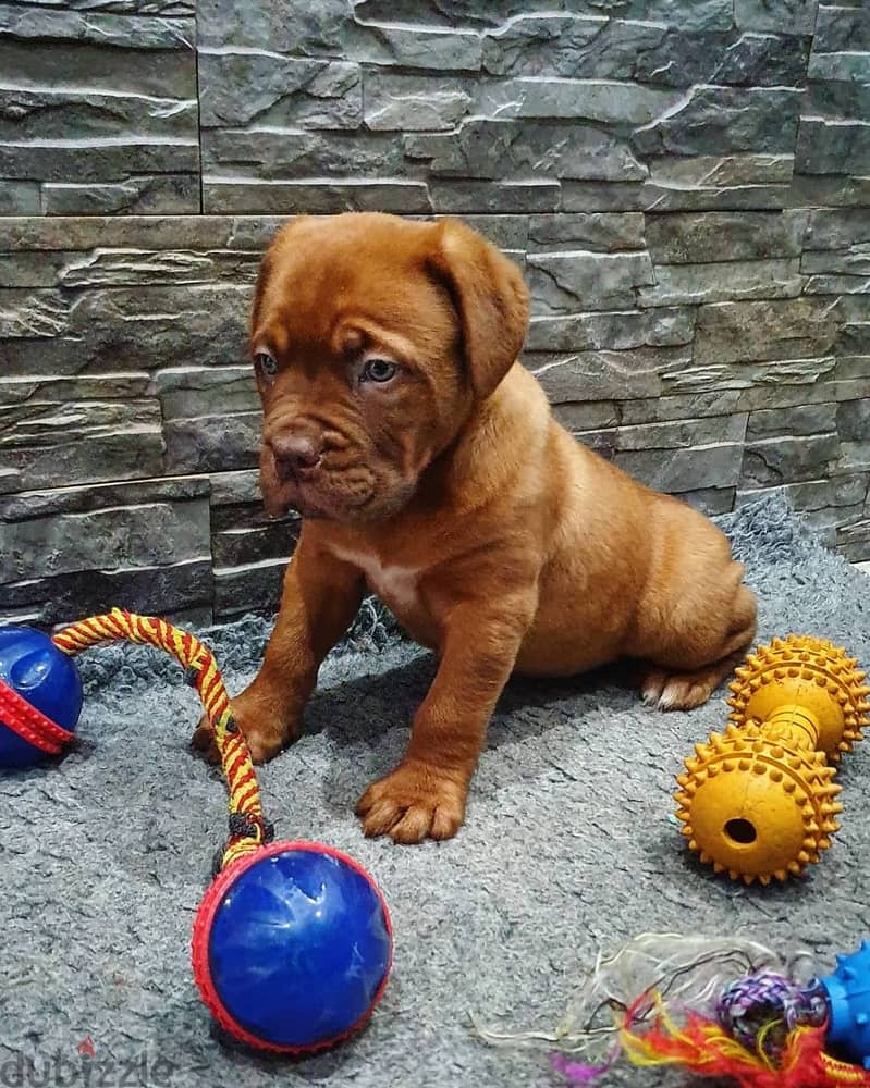 Whatsapp Me (+966 58899 3320) Dogue de Bordeaux Puppies 1