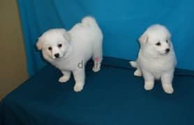 Whatsapp Me (+972 55507 4990) American Eskimos Puppies 0