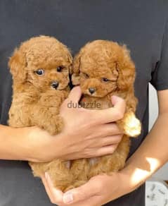 Male and female Poodle Puppies. whatsapp +357 96 702429 0