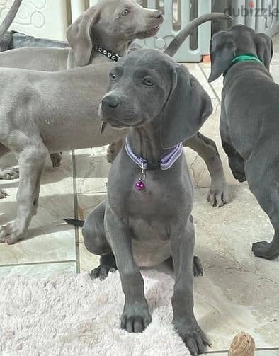 Whatsapp Me (+966 58392 1348) Weimaraner Puppies 0