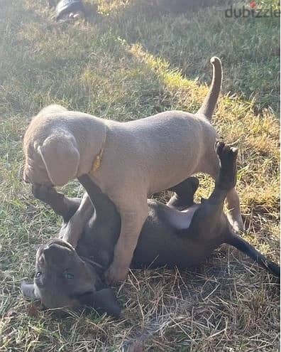 Whatsapp Me (+966 58392 1348) Weimaraner Puppies 1