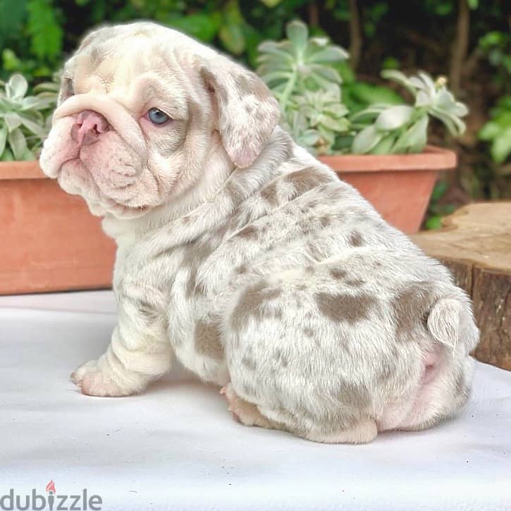 English Bulldog Puppies 0