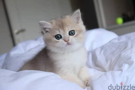 British shorthair Kitten