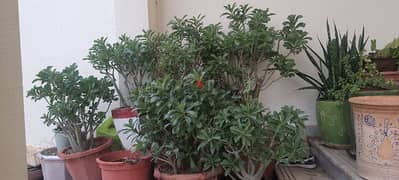 Adenium plants