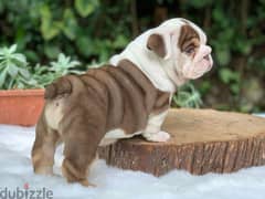 English Bulldog Puppies 0