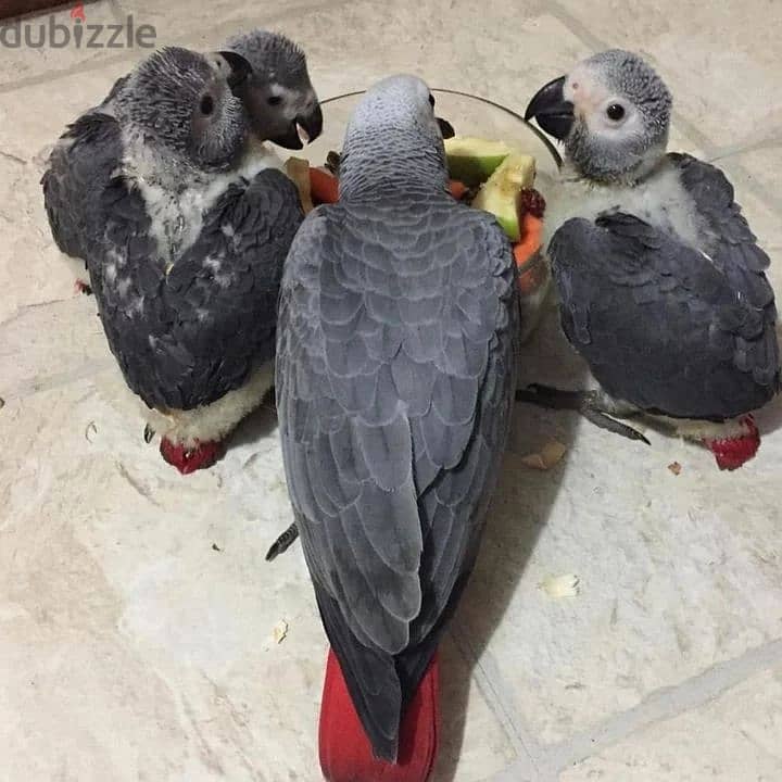 African grey casko WhatsApp+971568830304 0