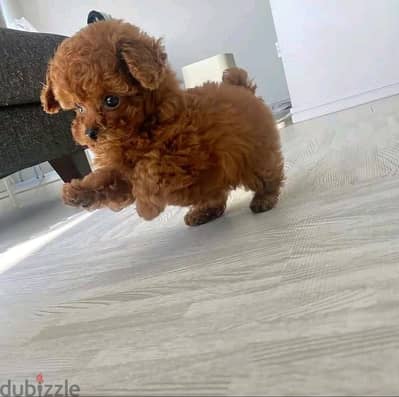 Poodle puppy