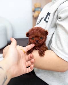 Tcup Red PooDle for sale