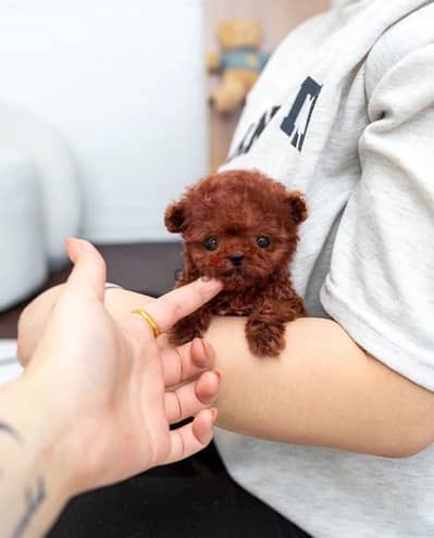 Tcup Red PooDle for sale.