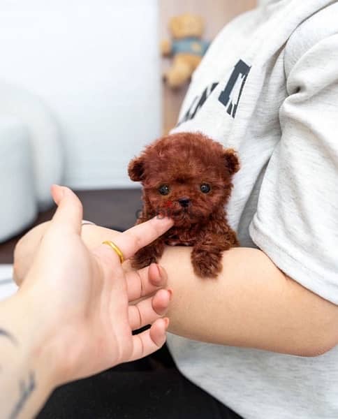 Tcup Red PooDle for sale 0