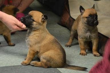 Whatsapp Me (+966 58392 1348) Belgian Malinois Puppies 0