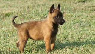 Whatsapp Me (+966 58392 1348) Belgian Malinois Puppies