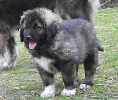 Whatsapp Me (+966 58899 3320) Caucasian Shepherd Puppies