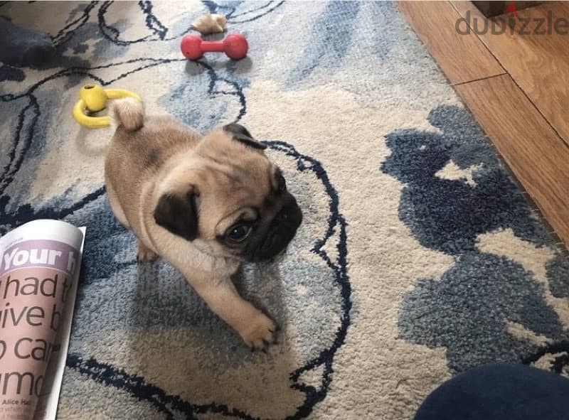 Male Pug for sale 1