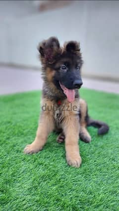 German Shepherd for sale