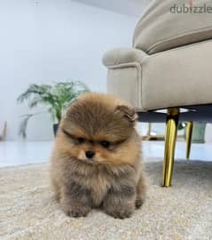 PoMeranian for sale