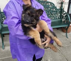 German Shepherd  for sale