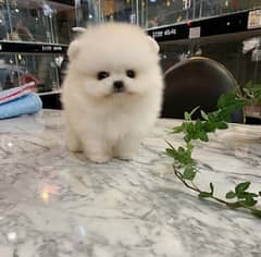 PoMeranian