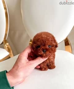 Mini Red PooDle for sale