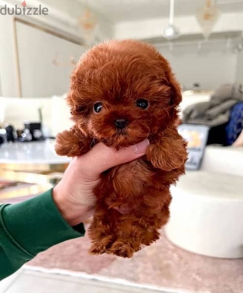 Mini Red PooDle for sale 1