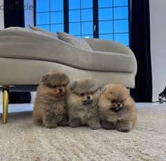 3 PoMeranian Puppies