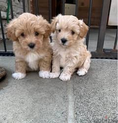 Whatsapp Me (+966 58392 1348) Maltipoo Puppies 0