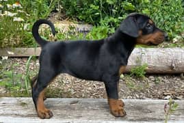 Whatsapp Me (+972 55507 4990) Doberman Puppies