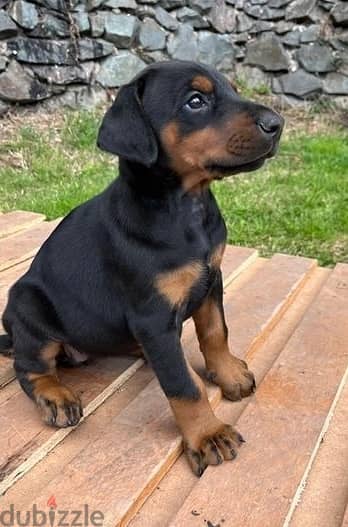 Whatsapp Me (+972 55507 4990) Doberman Puppies 1