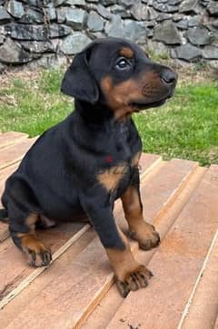 Whatsapp Me (+972 55507 4990) Doberman Puppies