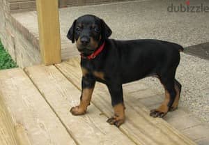 Whatsapp Me (+972 55507 4990) Doberman Puppies 1