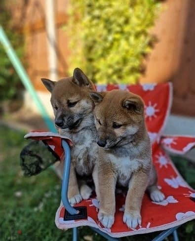 Whatsapp Me (+966 58899 3320) Shiba Inus Puppies 0