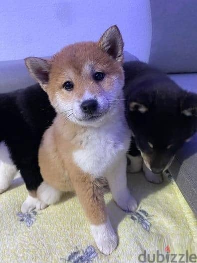 Whatsapp Me (+966 58899 3320) Shiba Inus Puppies 1