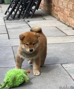 Whatsapp Me (+966 58899 3320) Shiba Inu Puppies 0