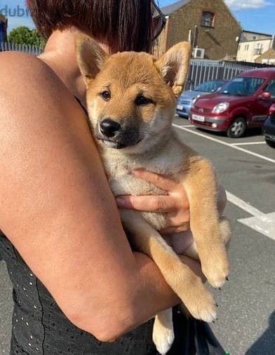 Whatsapp Me (+966 58899 3320) Shiba Inu Puppies 1