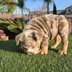 English Bulldog Puppies 0