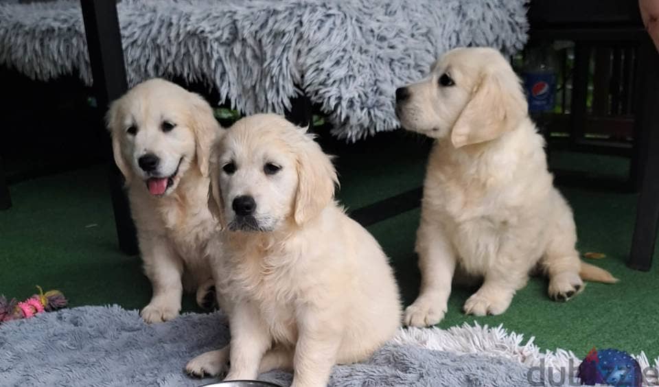 Golden Retriever puppies 0