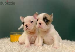 French Bulldog Puppies 0