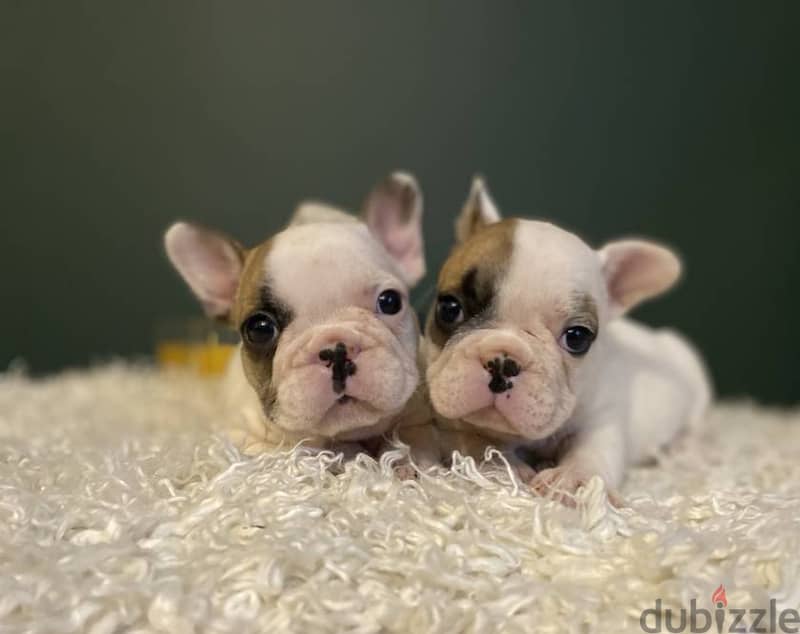 French Bulldog Puppies 1