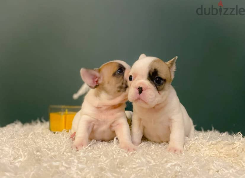 French Bulldog Puppies 2