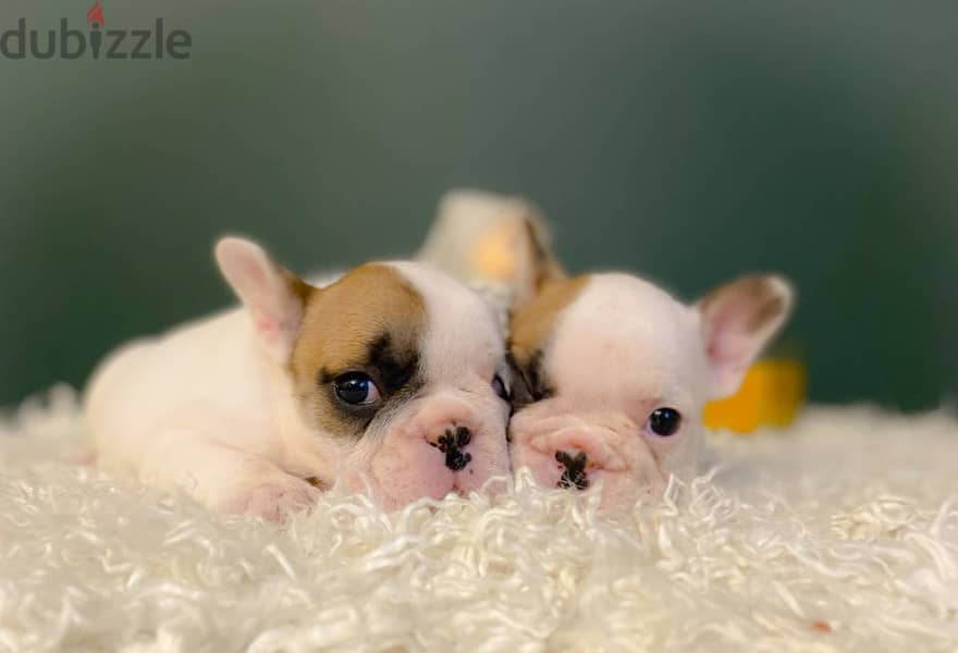 French Bulldog Puppies 3