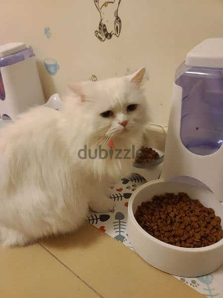 MITO Dry Cats Food 15 kg 2