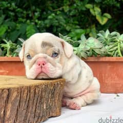 English Bulldog Puppies 0