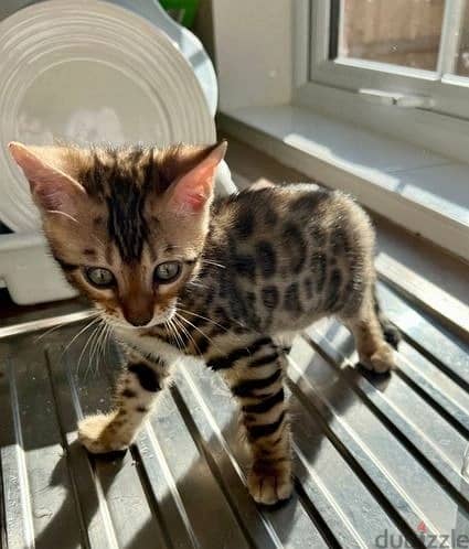 Whatsapp Me (+972 55507 4990) Bengal Cats 0