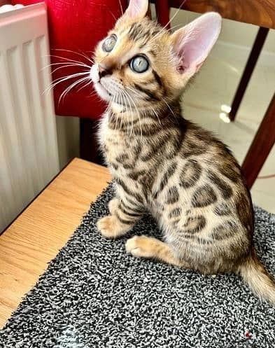 Whatsapp Me (+972 55507 4990) Bengal Cats 1