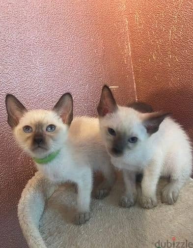 Whatsapp Me (+966 58392 1348) Siamese Cats 1