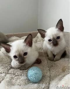 Whatsapp Me (+966 58392 1348) Siamese Cats 0