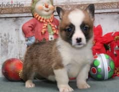 Whatsapp Me (+966 58392 1348) Welsh Corgi Pembroke Puppies