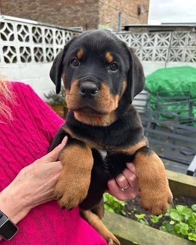 Whatsapp Me (+966 58899 3320) Rottweiler Puppies 1